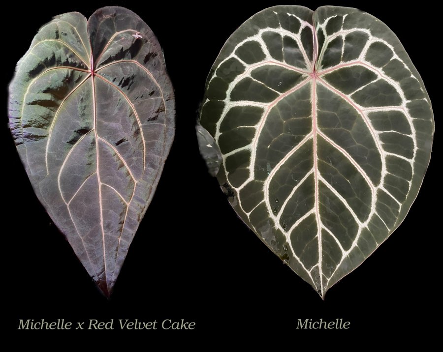 Anthurium Michelle x Red Velvet Cake X Michelle