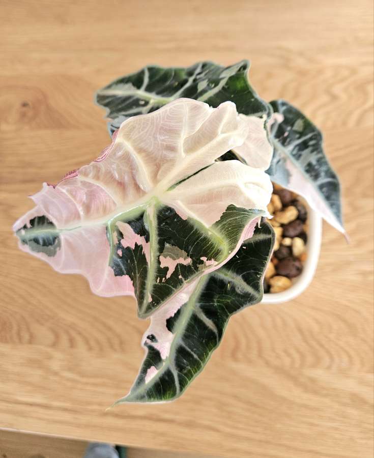Alocasia Polly Pink 4