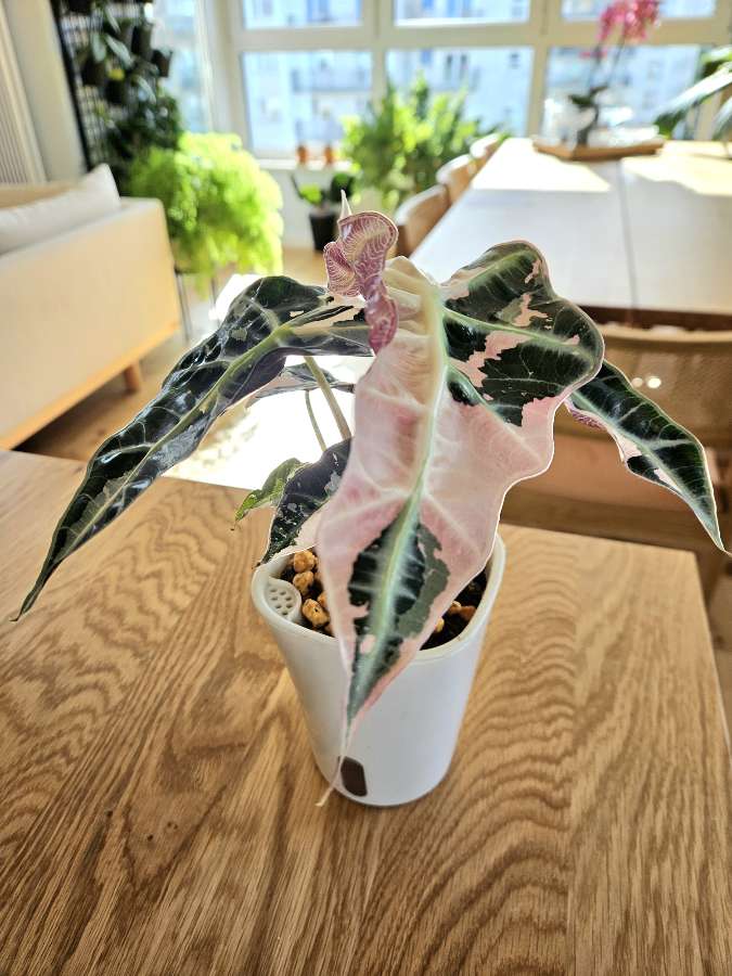 Alocasia Polly Pink 3