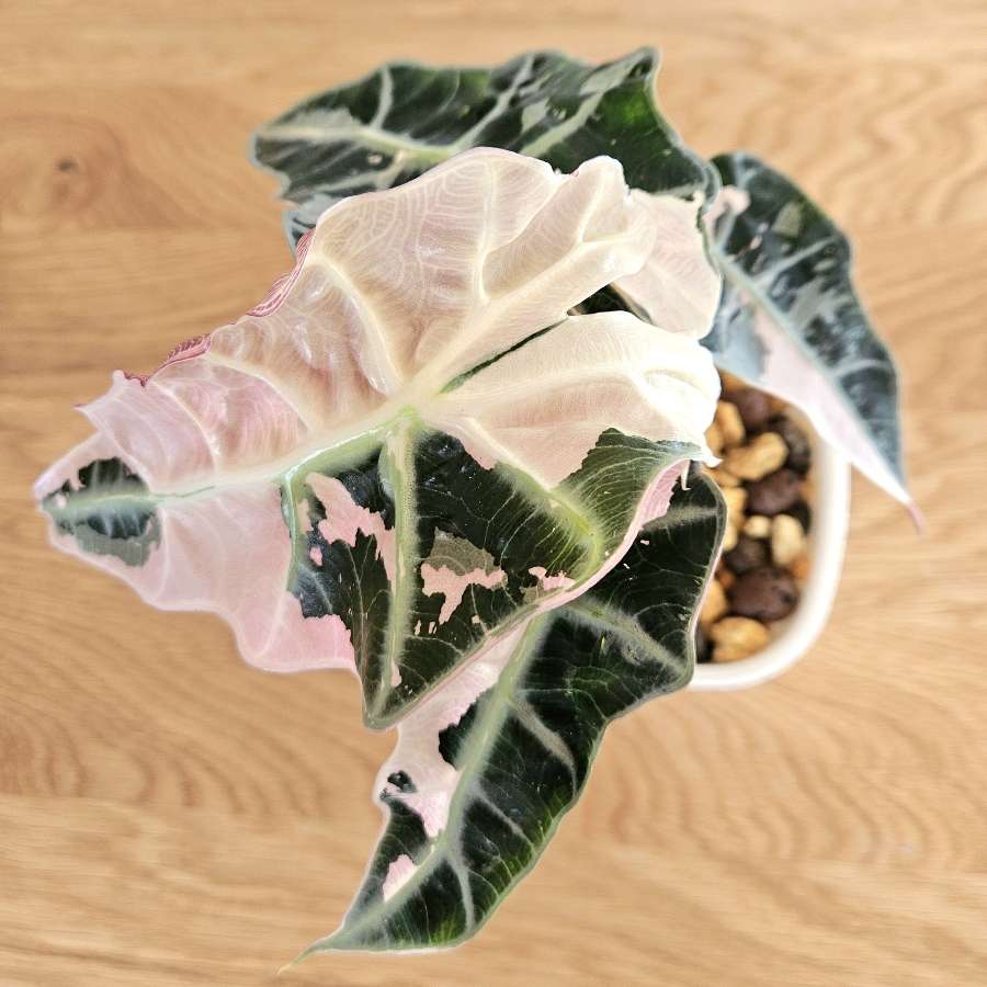Alocasia Polly Pink