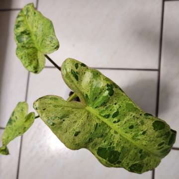 Philodendron Paraiso Verde