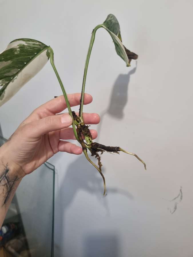 Epipremnum pinnatum varie 2