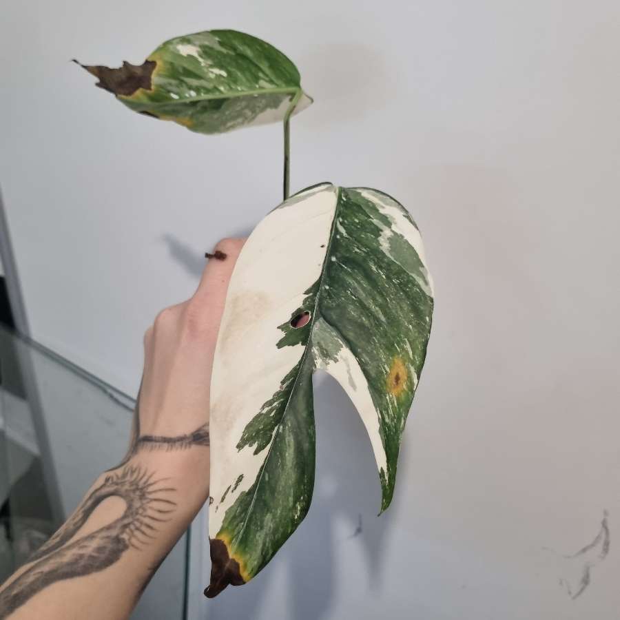 Epipremnum pinnatum varie
