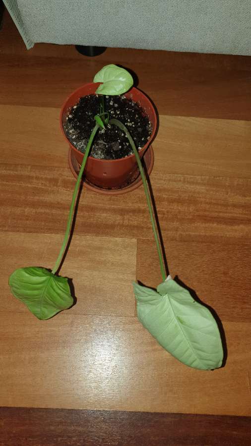Syngonium,  zroślicha  3