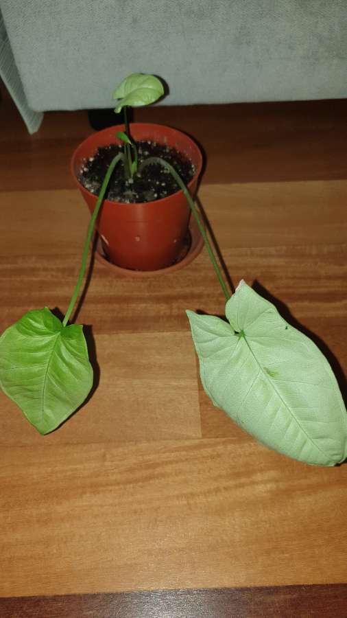 Syngonium,  zroślicha  2