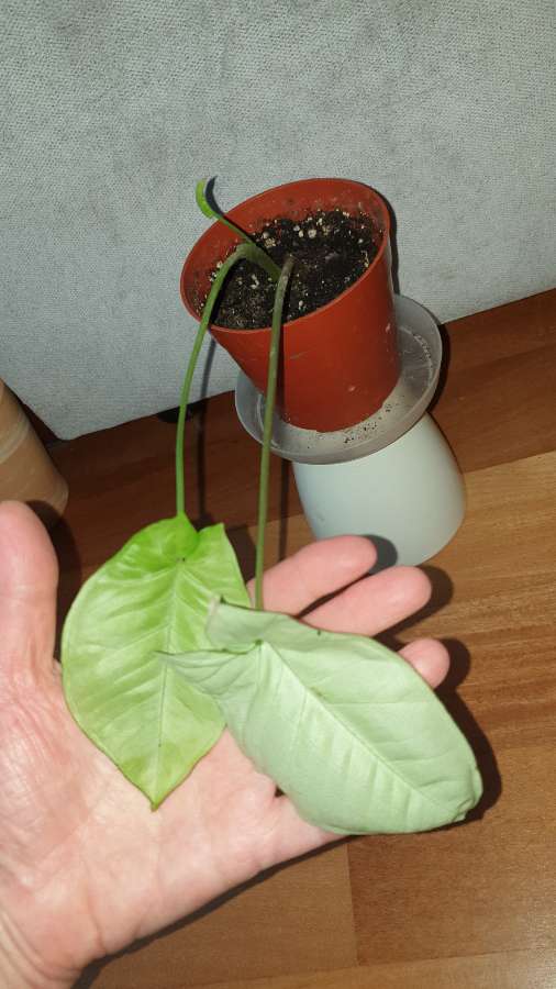 Syngonium,  zroślicha  3