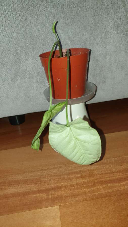 Syngonium,  zroślicha  2