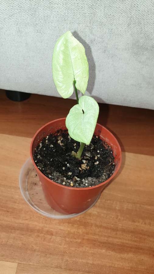 Syngonium,  zroślicha  3