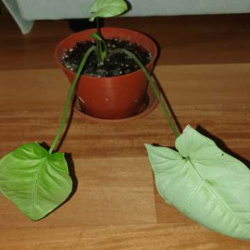 Syngonium,  zroślicha 