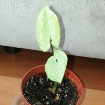 Syngonium,  zroślicha 