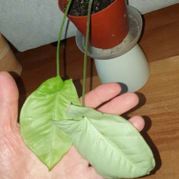 Syngonium,  zroślicha 