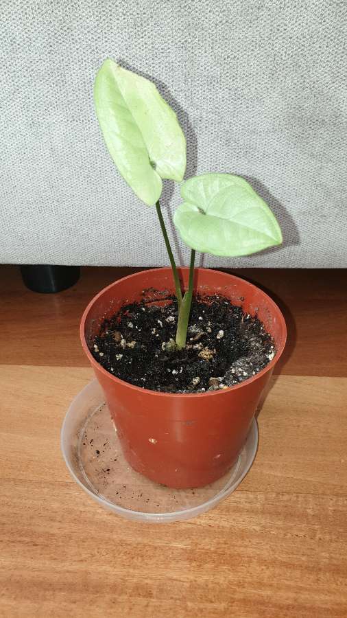 Syngonium,  zroślicha  2