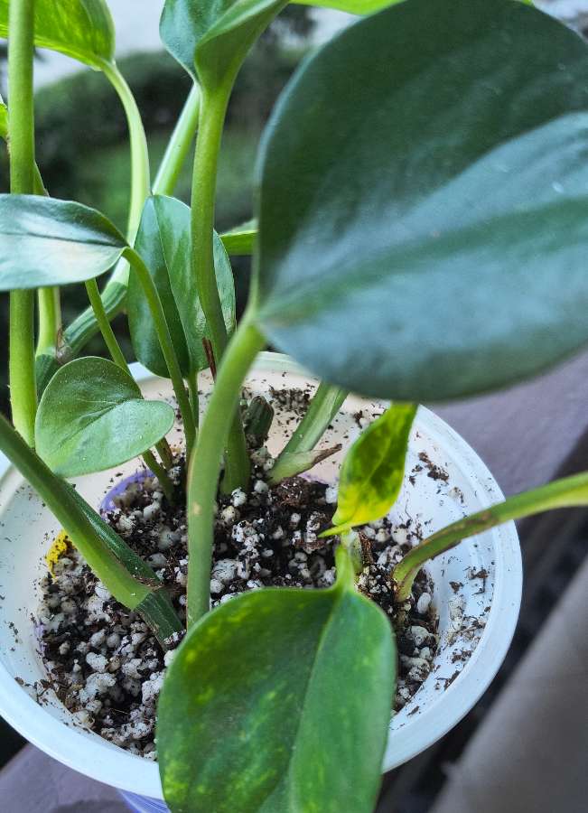 Epipremnum aureum 3