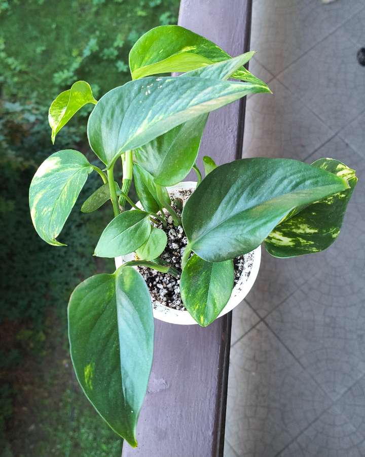 Epipremnum aureum 2