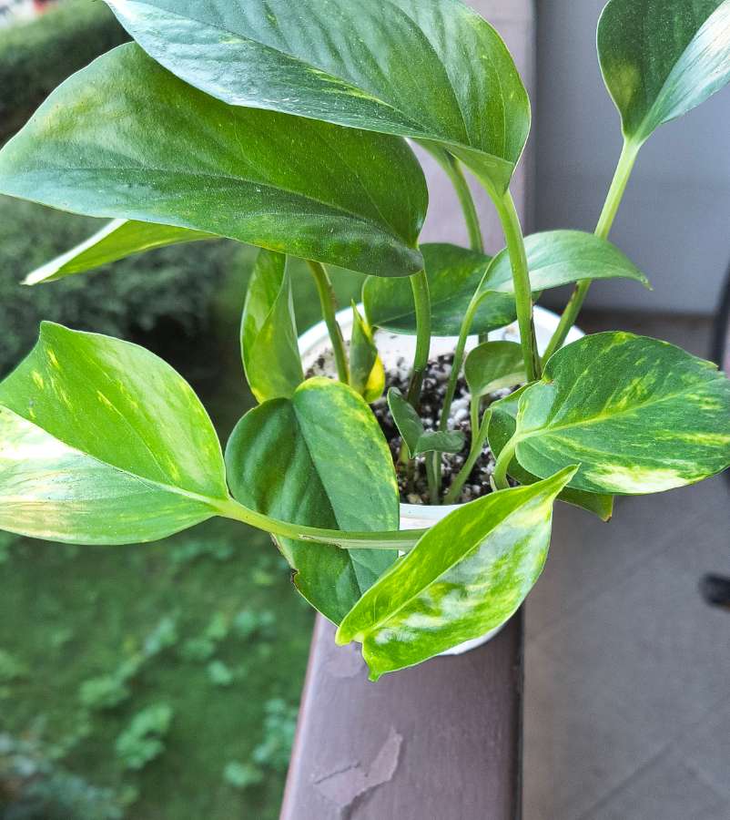 Epipremnum aureum 4