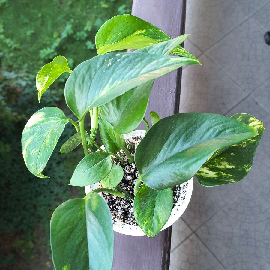 Epipremnum aureum