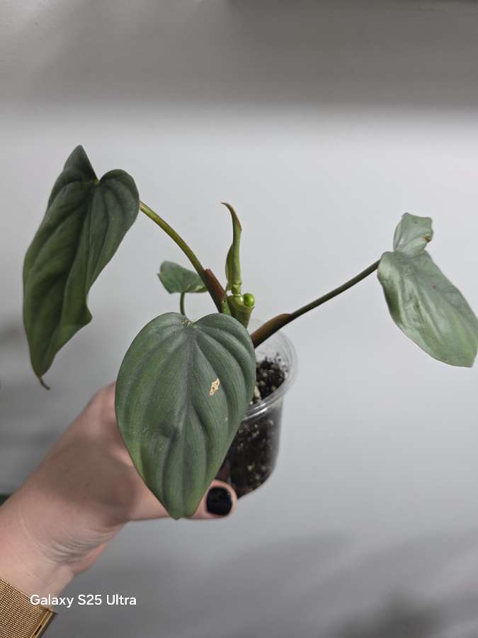 Philodendron majestic 2