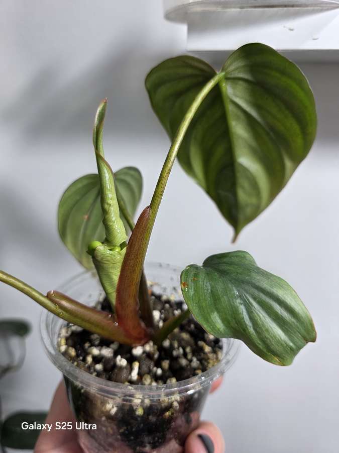 Philodendron majestic 3