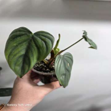 Philodendron majestic