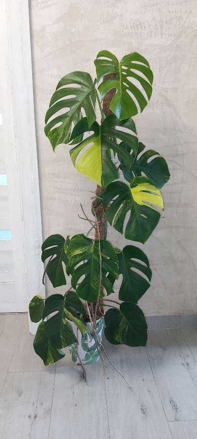 Monstera Marmorata 2
