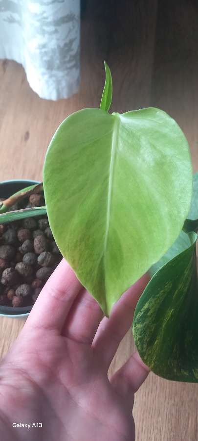 Monstera Marmorata 3