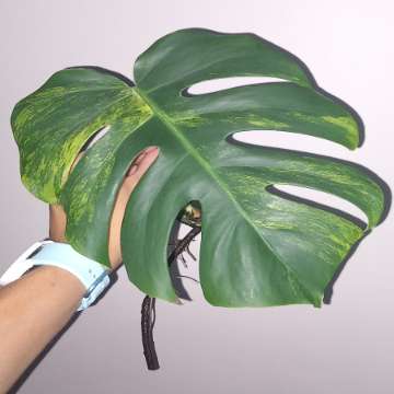 Monstera Marmorata