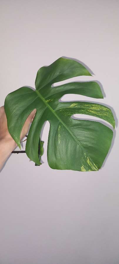 Monstera Marmorata 4