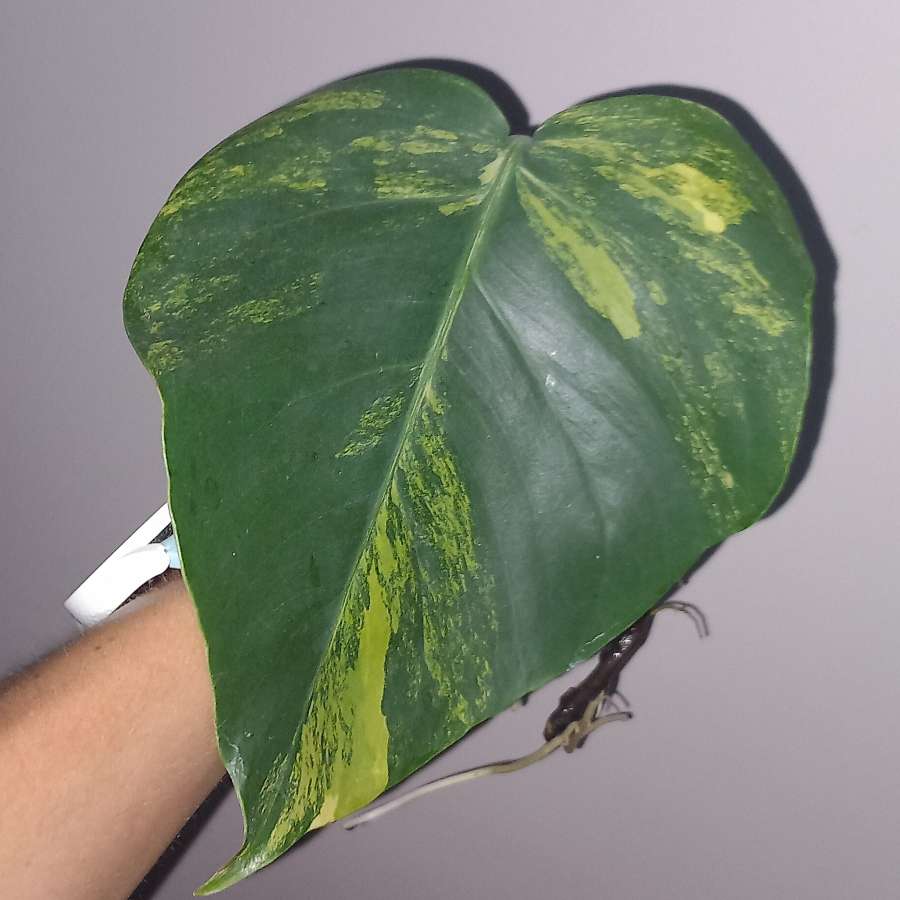 Monstera Marmorata