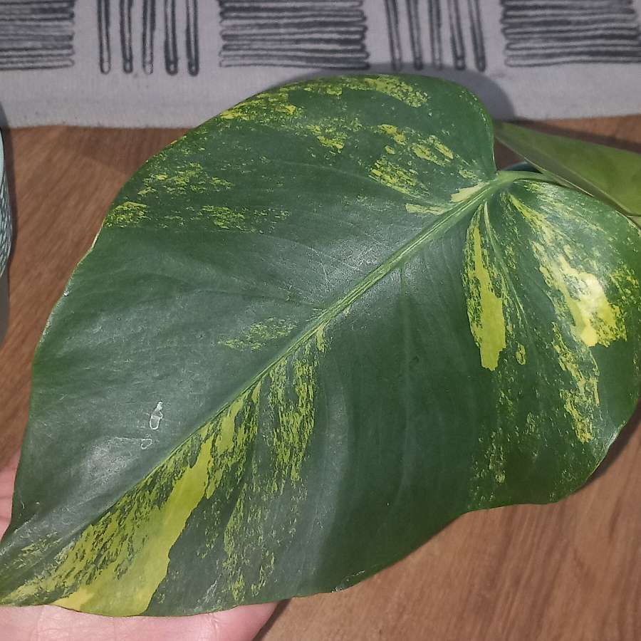 Monstera Marmorata