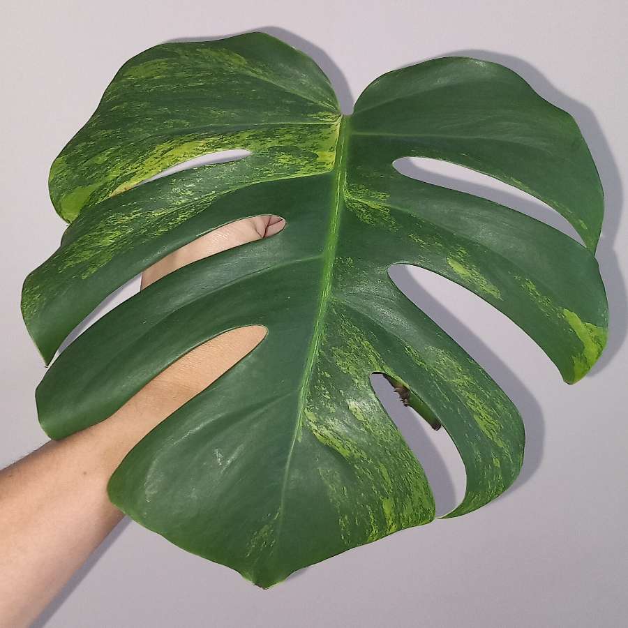 Monstera Marmorata