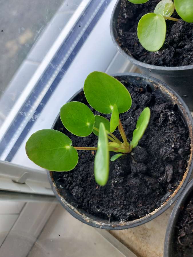 Pieniążek Pilea 3