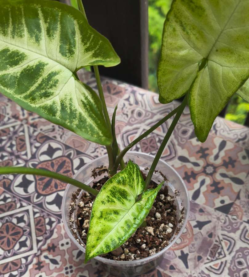 Syngonium 3