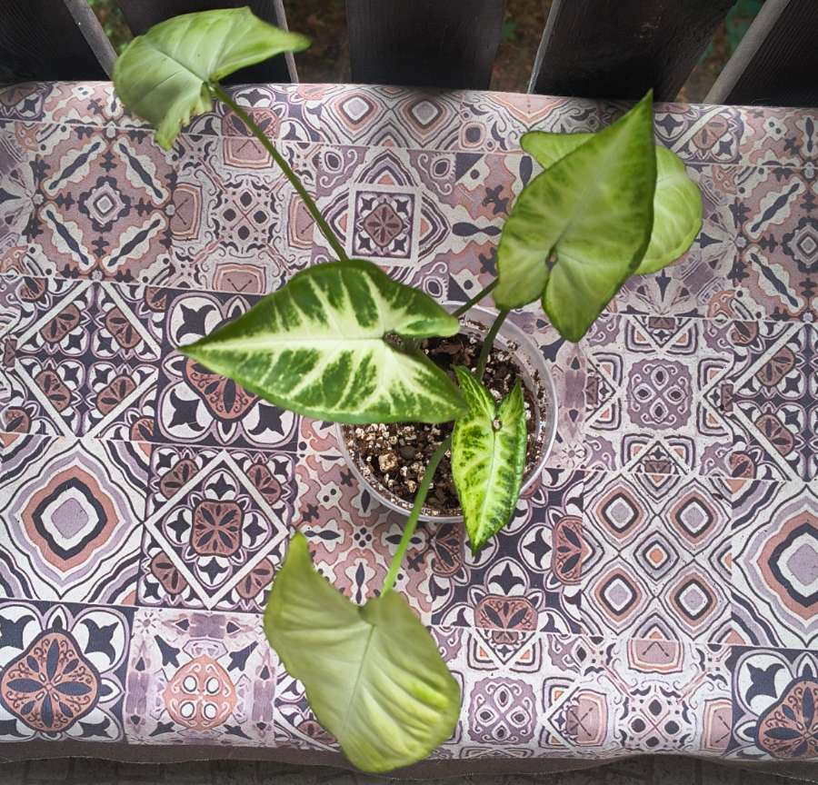Syngonium 2