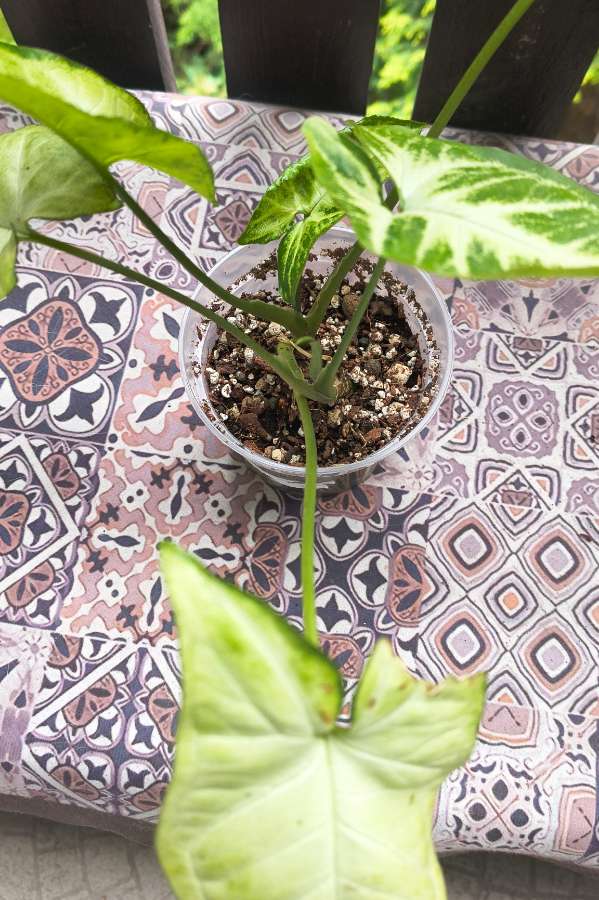 Syngonium 4