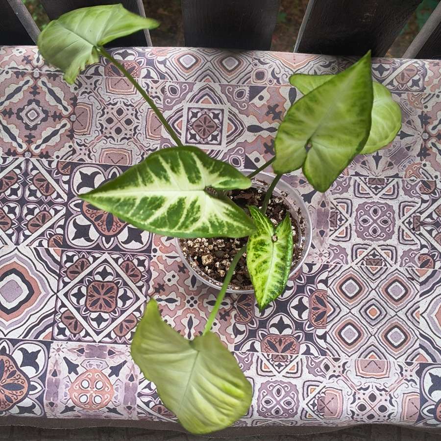 Syngonium