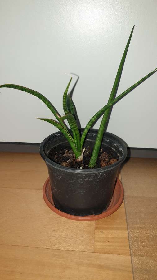 Sansewieria cylindryczna, kirkii lub fernwood,  nr 2 3