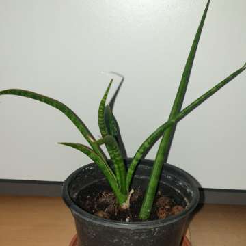 Sansewieria cylindryczna, kirkii lub fernwood,  nr 2