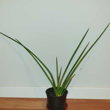 Sansewieria cylindryczna, duża,  wysoka na ponad 50cm