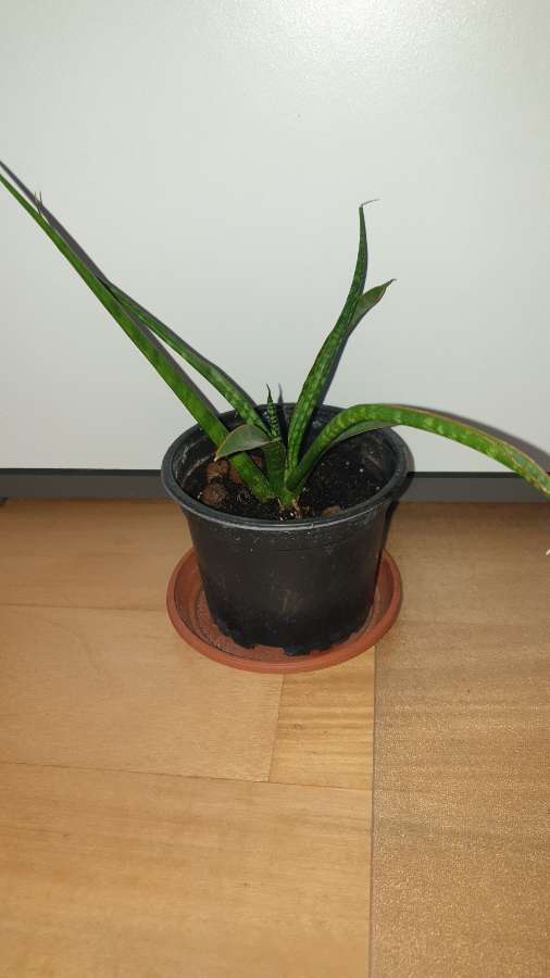 Sansewieria cylindryczna, kirkii lub fernwood,  nr 2 2