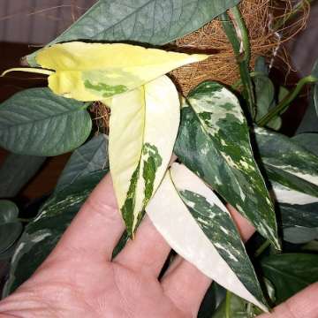Epipremnum variegata