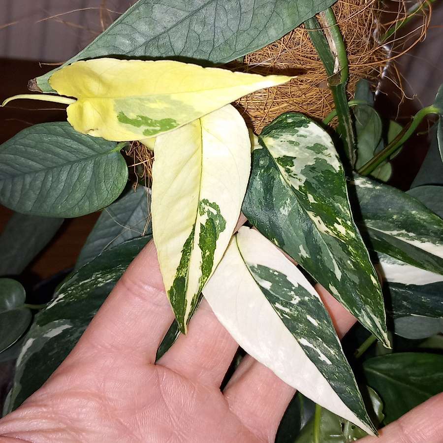 Epipremnum variegata