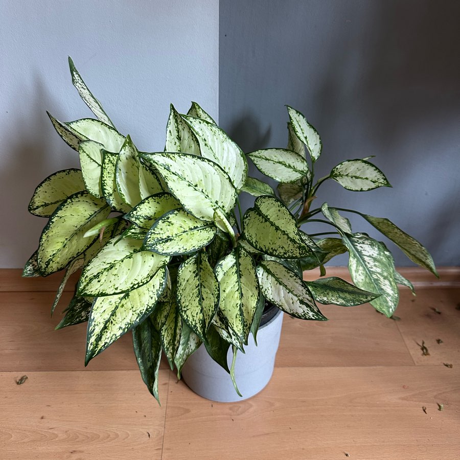 Aglaonema Spring Snow