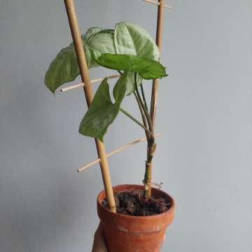 Syngonium White Butterfly (Zroślicha)