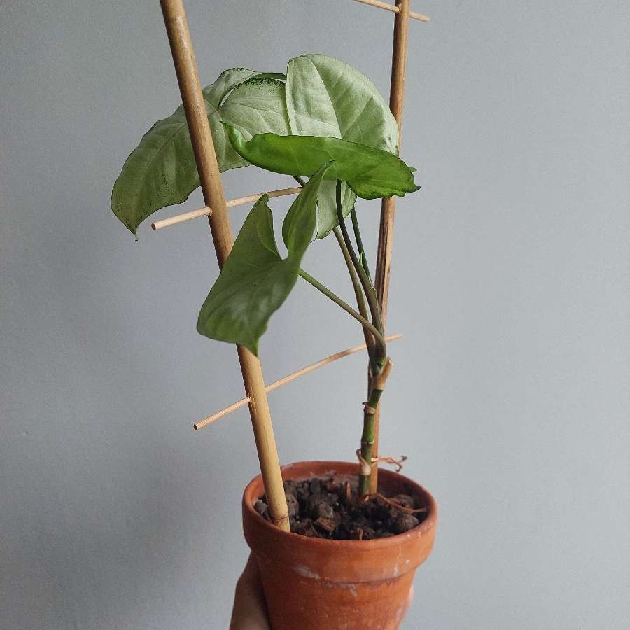 Syngonium White Butterfly (Zroślicha)
