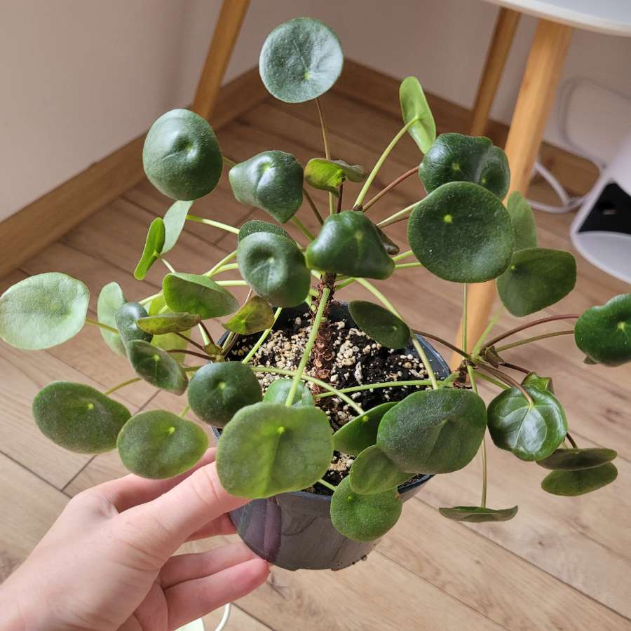 Pilea peperomioides 2