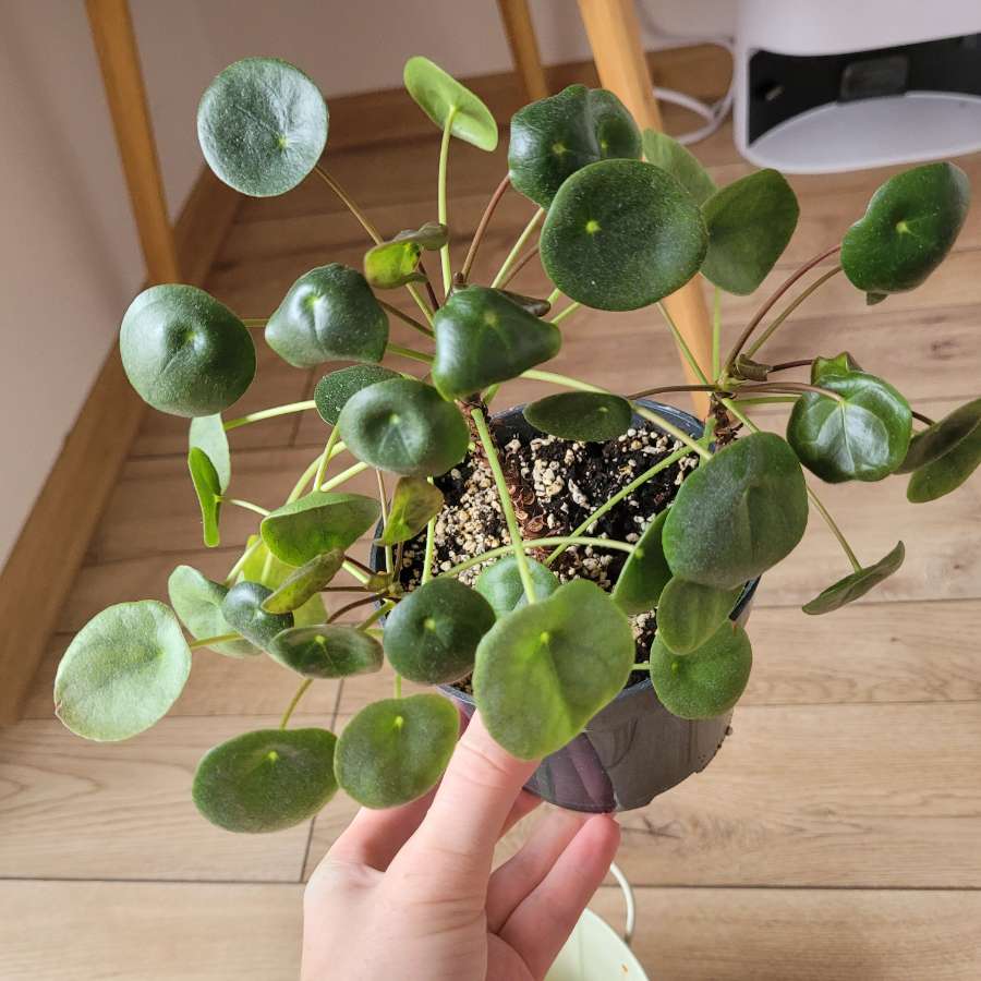 Pilea peperomioides 3