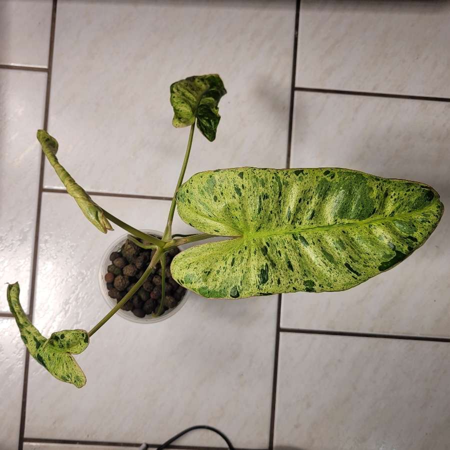 Philodendron Paraiso Verde