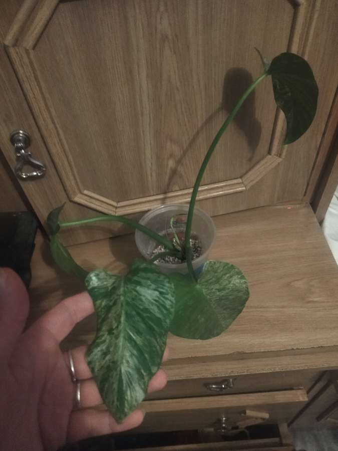 Giganteum variegata 2