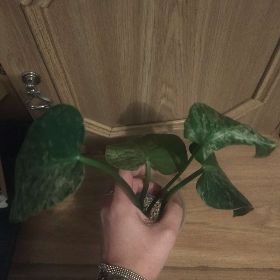 Giganteum variegata