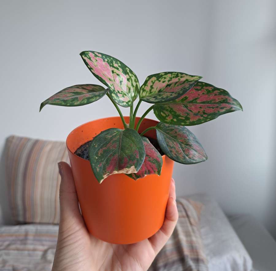 Aglaonema różowa 3